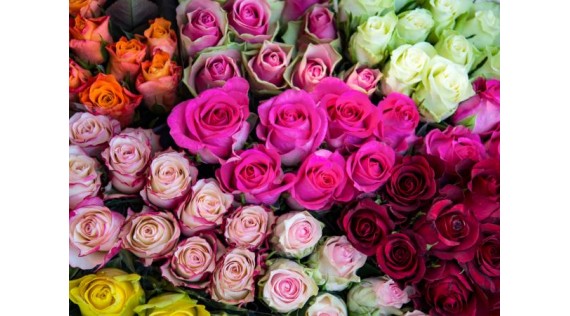  Lo que todo el mundo debería saber sobre el color de las rosas, para evitar un mal entendido.